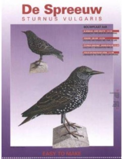 STARLING （ムクドリ）
